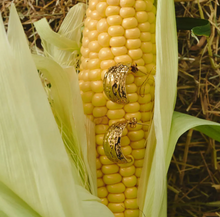 Load image into Gallery viewer, Ezri Walnut Stud Earrings Stainless Steel
