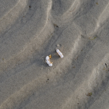 Load image into Gallery viewer, Essie Pearl Hoop Stud Earrings