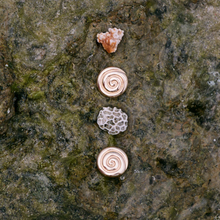 Load image into Gallery viewer, Ebba Shell Stud Earrings Stainless Steel
